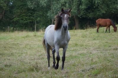 Photo de Douceur du Ham (2 Pts Pace)