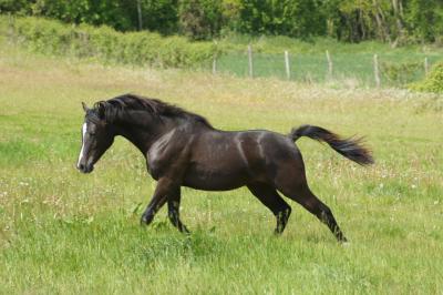 Photo de Gold d'Elincourt Aa
