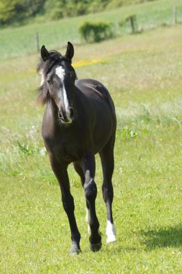 Photo de Gold d'Elincourt Aa