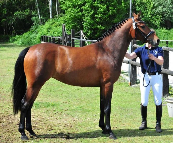 Photo de Gwelcomia de Castel