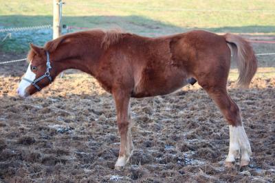 Photo de Guest Star Desco