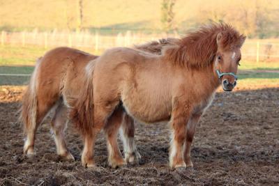 Photo de Galileo des Isles