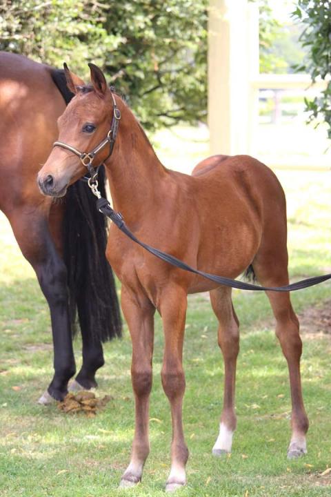 Photo de Jumpdelirium de Castel