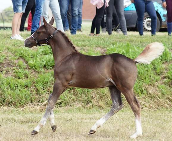 Photo de Jolicornet de Castel