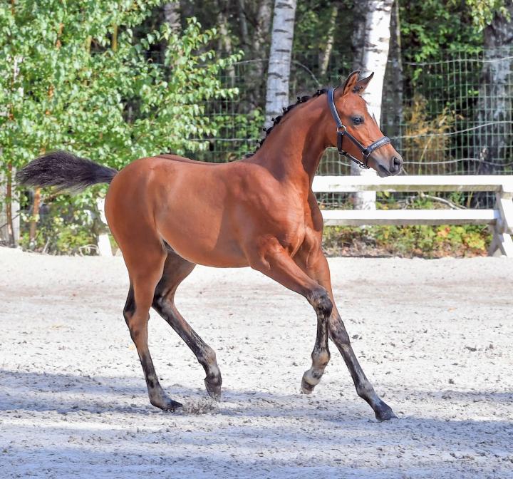 Photo de Kerya Star de Castel
