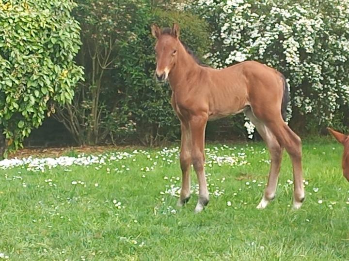 Photo de Macassar de Bel Air