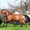 Photo de Gwelcomia de Castel