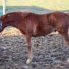 Photo de Guest Star Desco