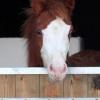 Photo de Guest Star Desco
