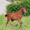 Photo de Jumpdelirium de Castel