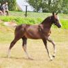 Photo de Jolicornet de Castel
