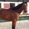 Photo de Irresistible de l'Abby