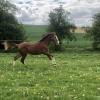 Photo de Kalinka Hdv