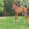 Photo de Macassar de Bel Air