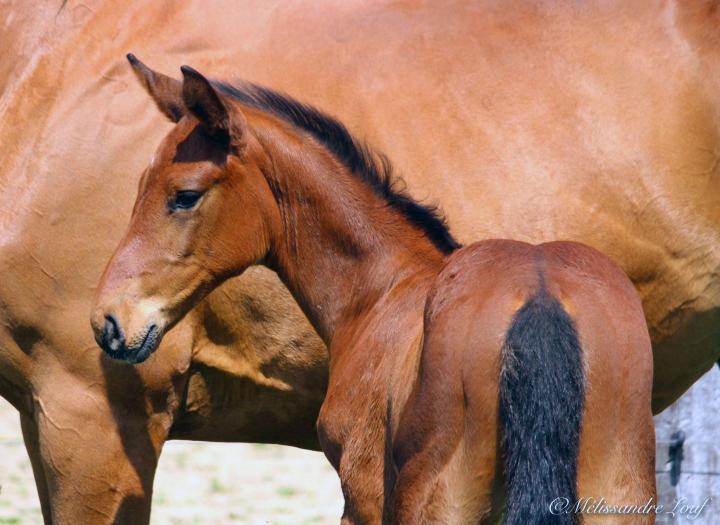 Résultats du Concours Foals et Poulinières - Genech - 19/06/2025