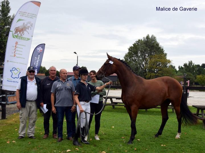 Résultats du Concours Femelles 2 ans et Femelles et Hongres 3 ans - 31/07/2025